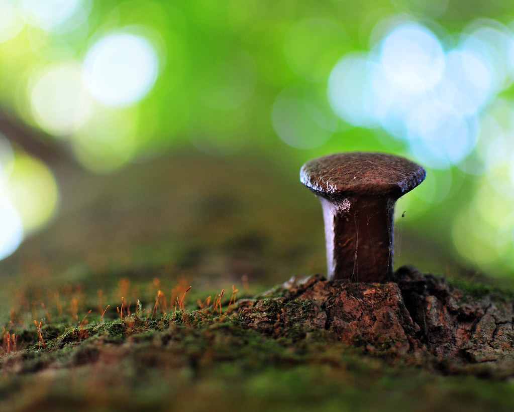 A Rusty Doghead Railroad Spike embedded in a log. Image Source